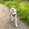 Goldiger Bibbo sucht Zuhause