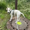 Goldiger Bibbo sucht Zuhause