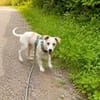 Goldiger Bibbo sucht Zuhause