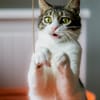 Tiny, lebenslustiger Herzensbrecher, 1 J