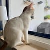 Leni, sanfte Katzenseele, ca. 10 Monate