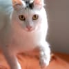 Ibis, langhaariger Kuschelkater, 1 J.