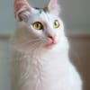 Ibis, langhaariger Kuschelkater, 1 J.