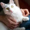 Ibis, langhaariger Kuschelkater, 1 J.