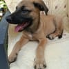 WILDER, chiot mâle Berger Créole