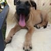 WILDER, chiot mâle Berger Créole