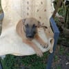 WILDER, chiot mâle Berger Créole