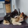 FANTOMETTE et KITTY