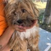LEON, adorable petit chien