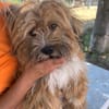 LEON, adorable petit chien