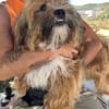 LEON, adorable petit chien