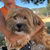 LEON, adorable petit chien