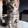 MILO