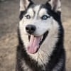 Zorro-Freundlich, sportlich und bereit