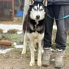 Zorro-Freundlich, sportlich und bereit