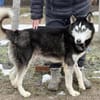 Zorro-Freundlich, sportlich und bereit