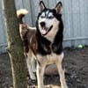 Zorro-Freundlich, sportlich und bereit