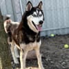 Zorro-Freundlich, sportlich und bereit