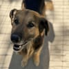 Hektor-Sensibler Deutscher Schäferhund-M