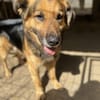 Hektor-Sensibler Deutscher Schäferhund-M