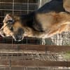 Hektor-Sensibler Deutscher Schäferhund-M