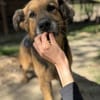 Hektor-Sensibler Deutscher Schäferhund-M