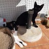 Freddy schnurrt mit Begeisterung