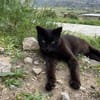 Lee, ein stolzer Kater