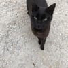 Lee, ein stolzer Kater