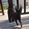 Lee, ein stolzer Kater