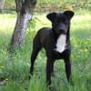 Levi träumt vom Körbchen mit Garten