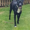 Levi träumt vom Körbchen mit Garten