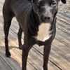 Levi träumt vom Körbchen mit Garten