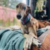 Cairo - Zuhause gesucht