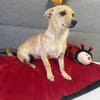 Chihuahua Pinscher Mix Mädchen Abby