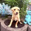 Chihuahua Pinscher Mix Mädchen Abby