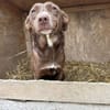 BROWNIE,  Soviel Liebe zu geben...