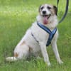 Willow ist ein fröhlicher Familienhund
