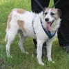 Willow ist ein fröhlicher Familienhund