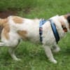 Willow ist ein fröhlicher Familienhund