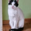 Süßes Katzenpärchen sucht seine Menschen