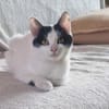 Süßes Katzenpärchen sucht seine Menschen