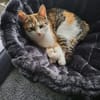 Kaya sucht ein neues Zuhause