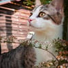 Kaya sucht ein neues Zuhause