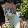 Kaya sucht ein neues Zuhause