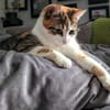 Kaya sucht ein neues Zuhause