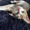 Kaya sucht ein neues Zuhause