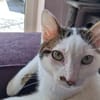 Novo  verschmuster junger Kater sucht Z