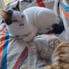 Novo  verschmuster junger Kater sucht Z