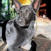 Irie - Vermittlungshilfe -